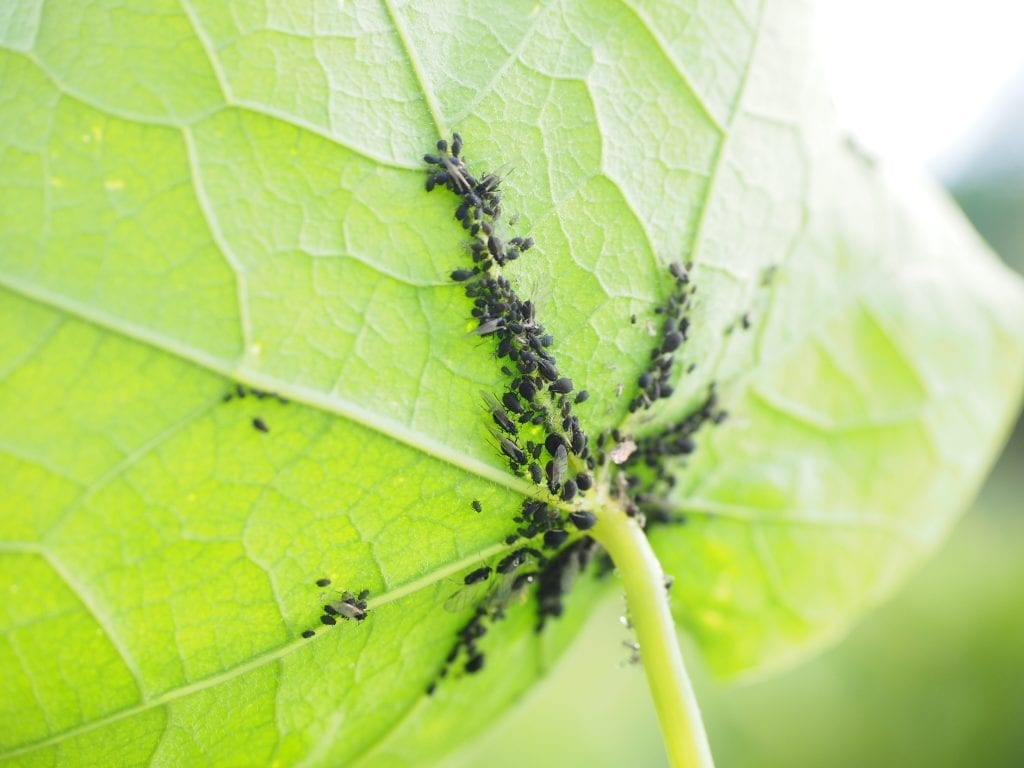 Pulgón: biología, daños y control en huerto y jardín
