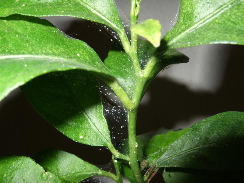 Ácaros vistos de cerca sobre una hoja