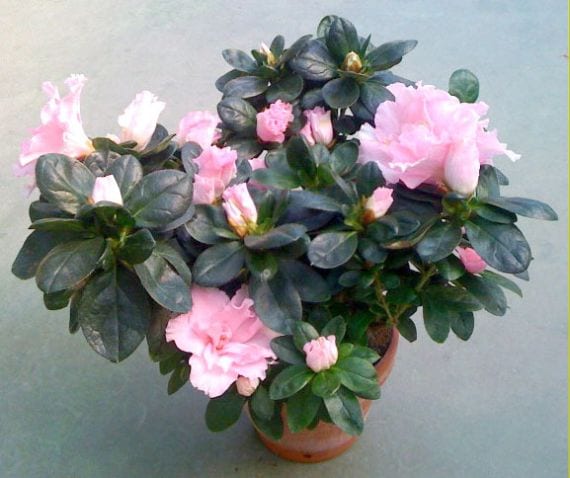 Azalea en flor cultivada en maceta