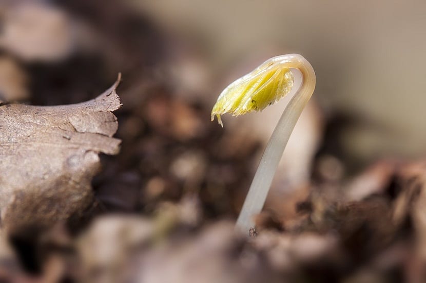 Semilla germinando como alternativa a recuperar una planta perdida