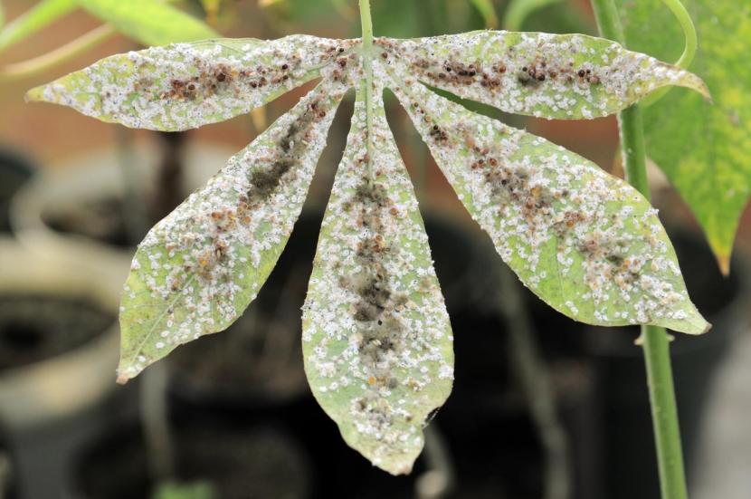 Hoja dañada con melaza y decoloración por picadura de mosca blanca