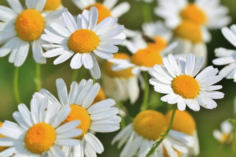 Flores de manzanilla
