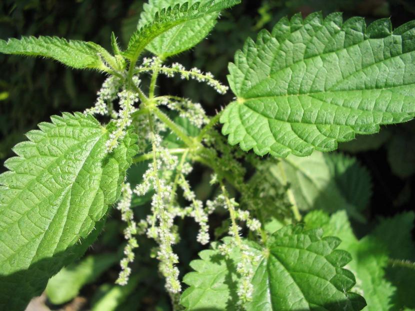 Urtica dioica, ortiga mayor