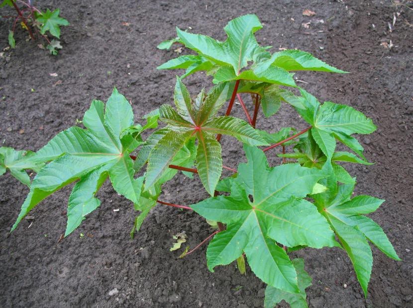 Ricinus communis, planta con semillas altamente tóxicas