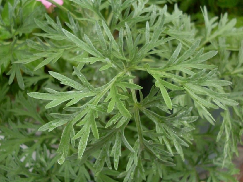 Mata de ajenjo, Artemisia absinthium, en un jardín