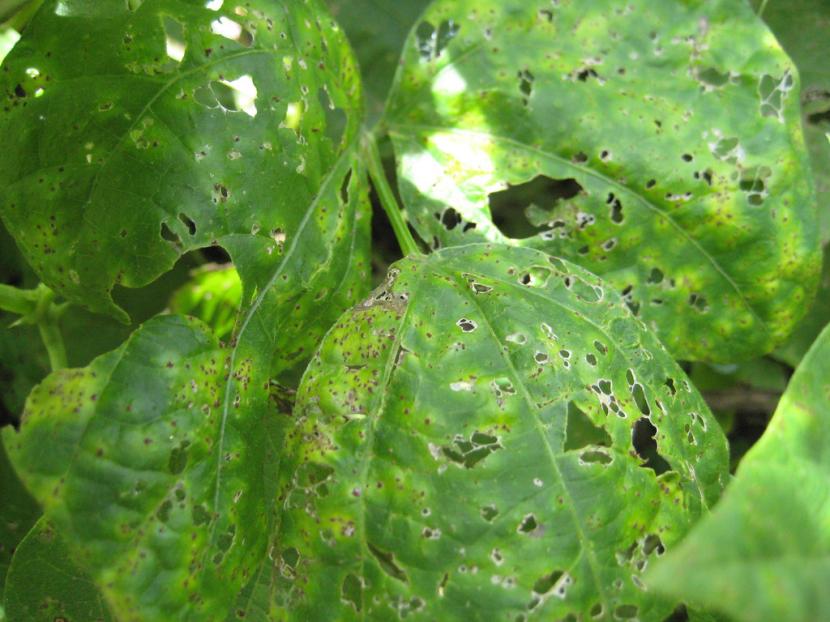 Roya en plantas: síntomas, tipos y tratamiento eficaz
