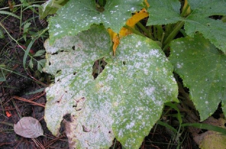 Hojas cubiertas de moho blanco en el envés