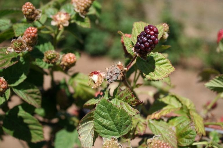 Frambuesas cubiertas de moho gris causado por Botrytis cinerea