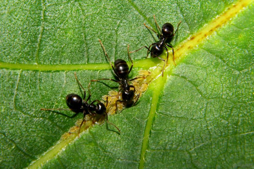 Hormigas atendiendo a una colonia de pulgones en un brote tierno
