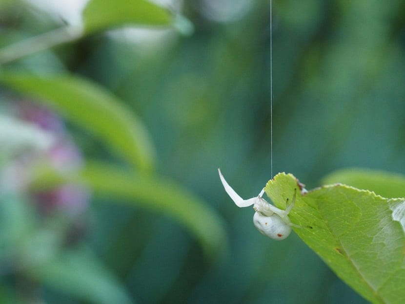 Daños de la araña blanca en las hojas jóvenes de un cultivo
