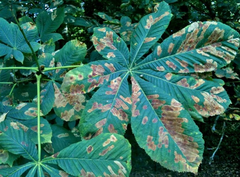 Hoja con manchas necróticas de antracnosis