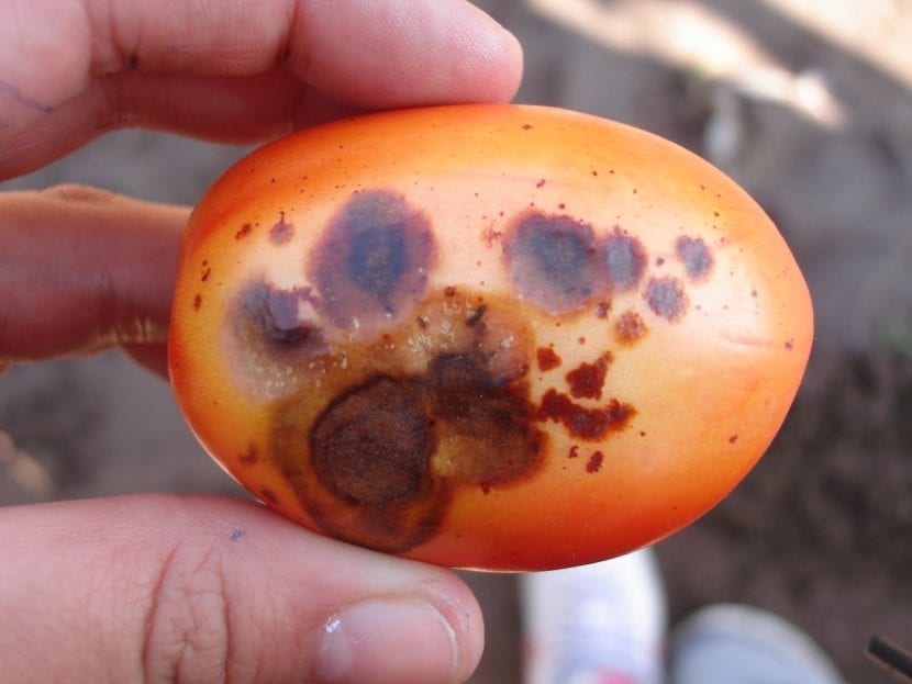 Fruto de tomate con lesión de antracnosis