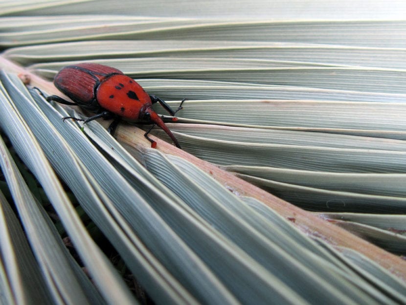Adulto de picudo rojo, Rhynchophorus ferrugineus