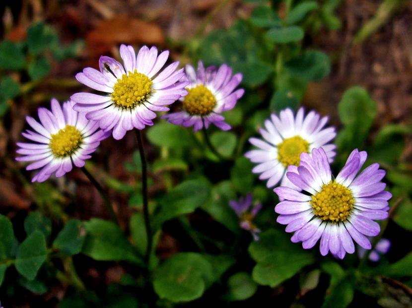 Planta recuperada emitiendo brotes y flores nuevas