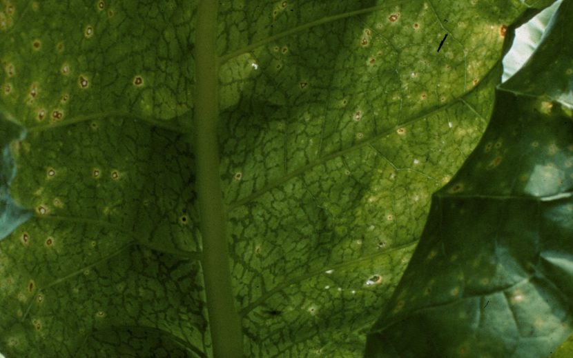 Hoja de tabaco con el moteado irregular característico del mosaico