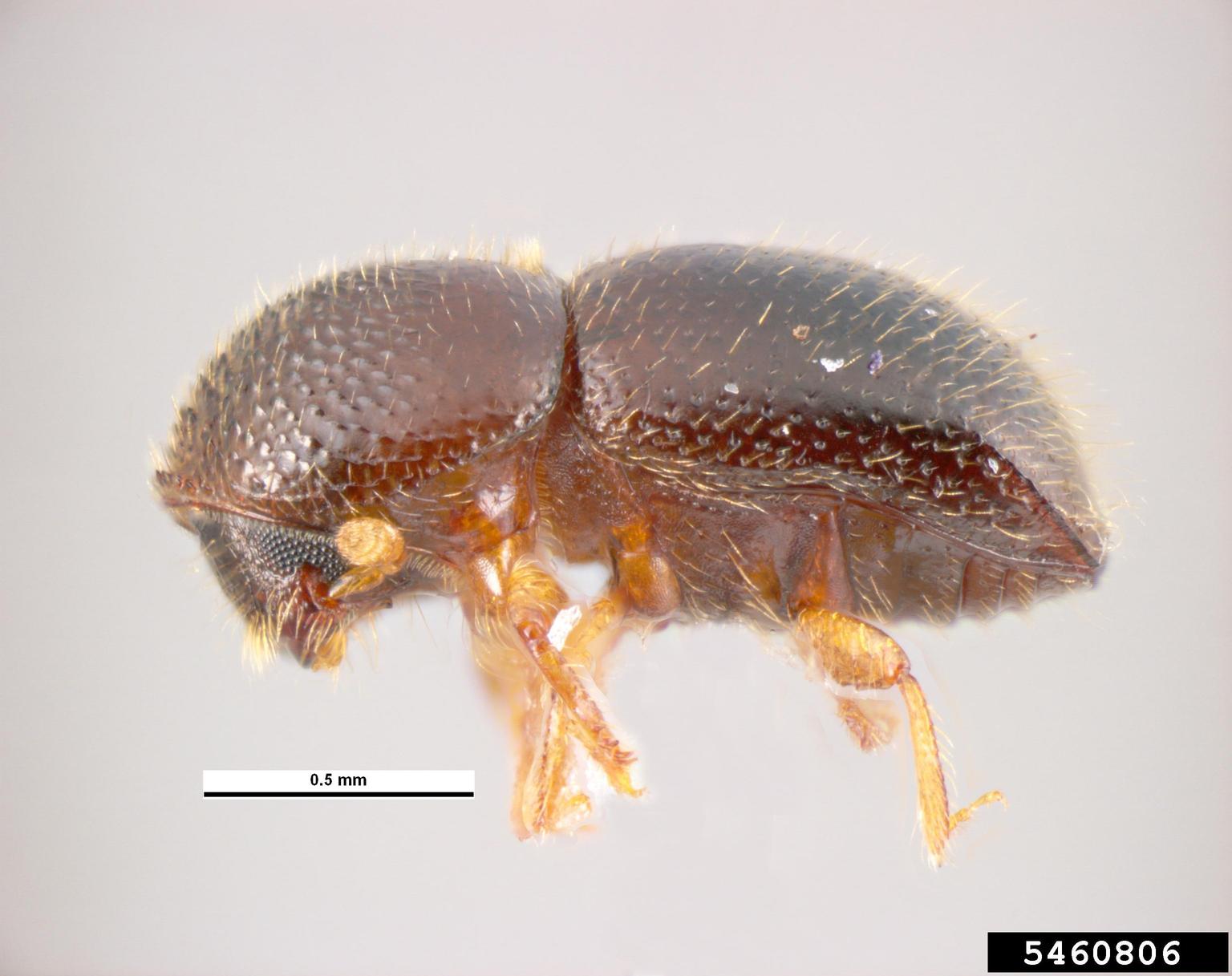 Xylosandrus compactus: identificar y frenar al perforador
