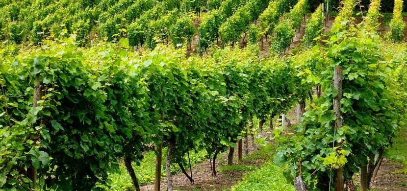 Viñedo en espaldera con cepas en producción