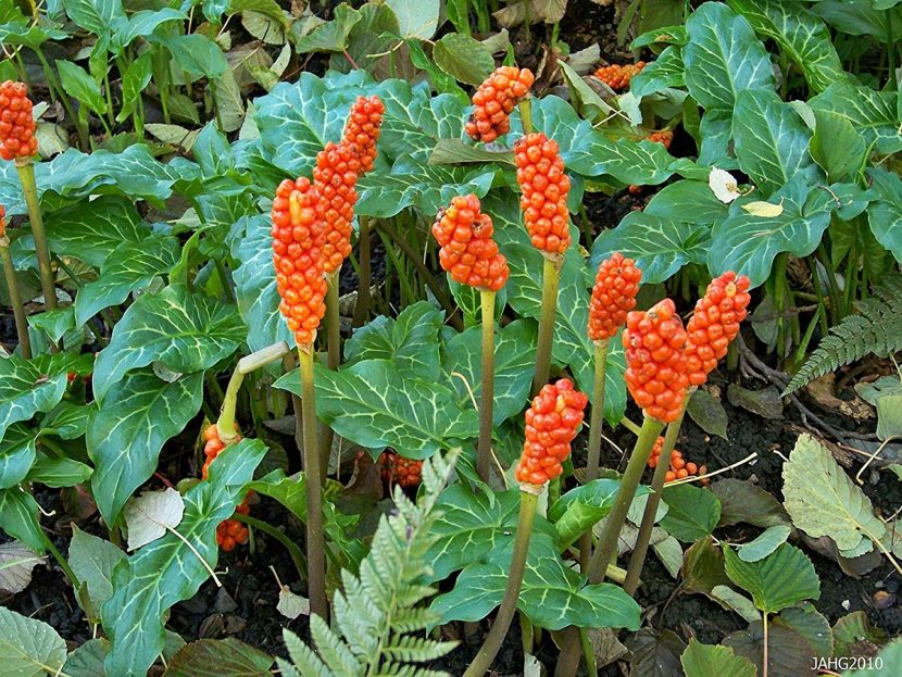 Infrutescencia de bayas rojas de Arum italicum en verano
