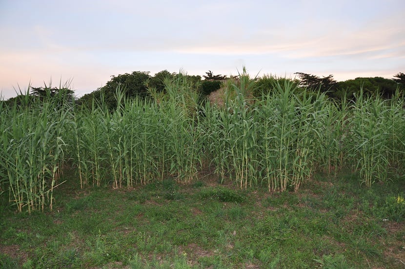 Cañaveral denso de Arundo donax en la ribera de un río