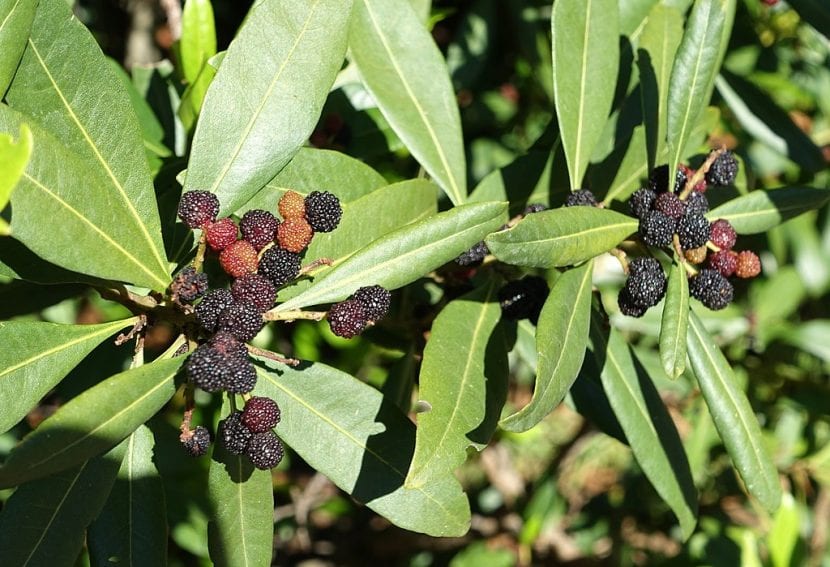 Ramas de Myrica faya con hojas coriáceas y frutos tuberculados