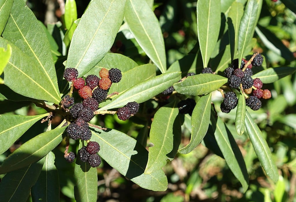 Myrica faya: la faya canaria, usos, cultivo y riesgos