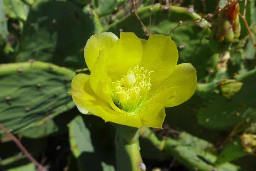 Flor amarilla de Opuntia stricta en el borde superior de una penca