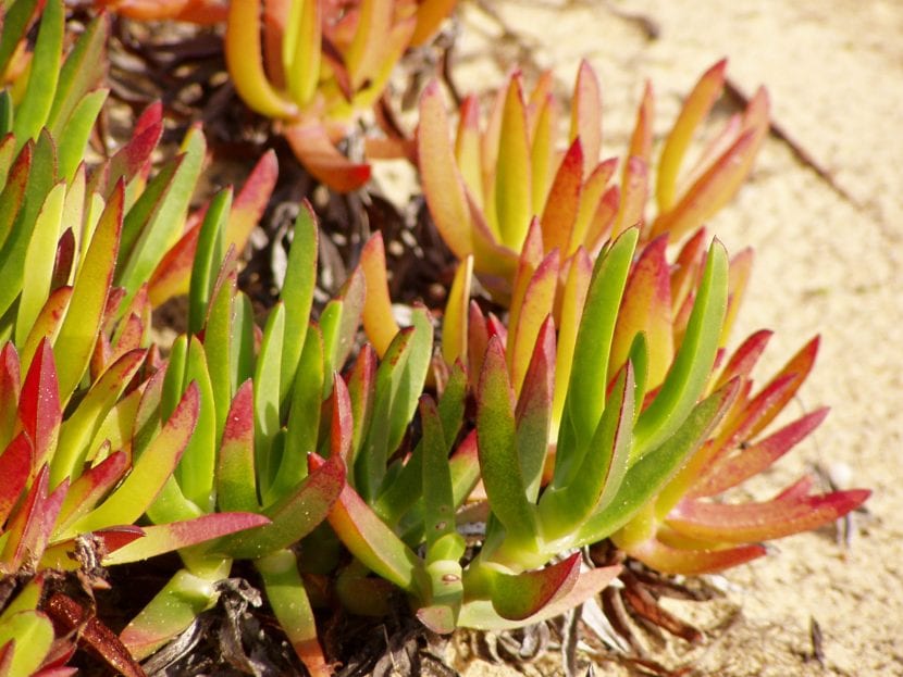Hojas triangulares y suculentas de Carpobrotus edulis, la uña de gato