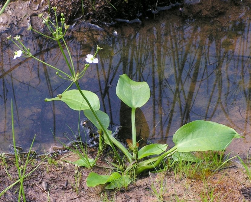Alisma plantago-aquatica creciendo en la orilla de una charca