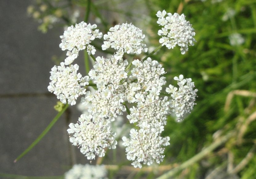 Detalle de las flores blancas del llantén de agua