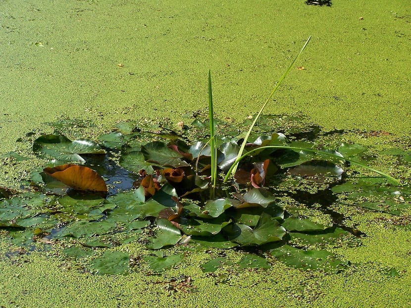 Estanque con la superficie cubierta por un tapiz de lenteja de agua