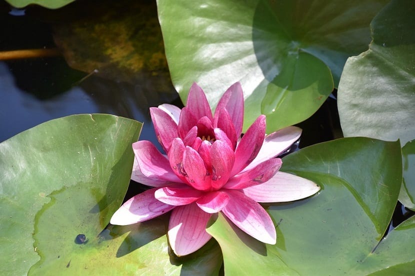 Nenúfar con flor blanca sobre la superficie de un estanque