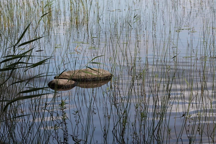 Lecho de juncos en la orilla de una masa de agua