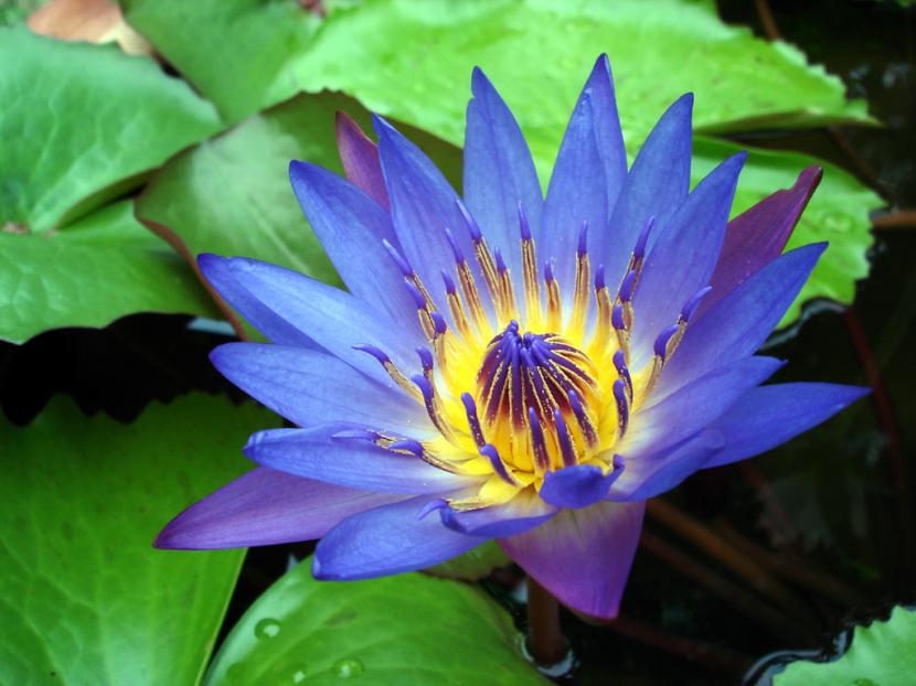 Flor azul de Nymphaea caerulea abierta sobre el agua