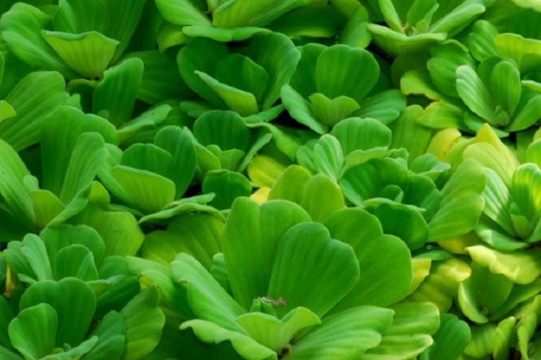 Rosetas de lechuga de agua flotando sobre la superficie