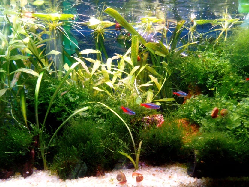 Peces nadando en un acuario plantado con musgo