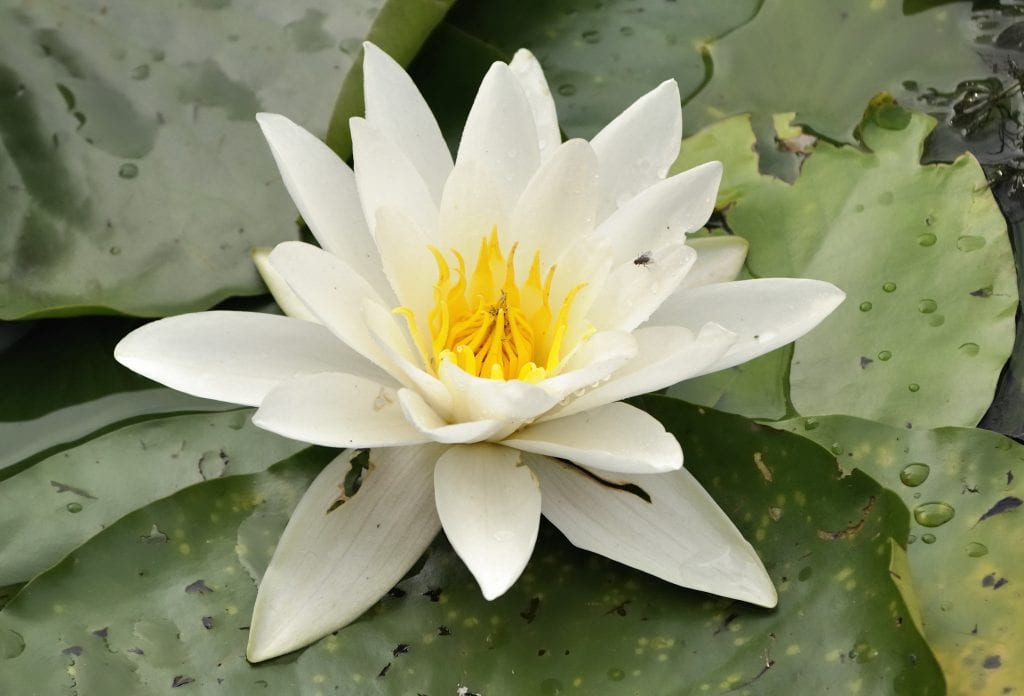 Nenúfares: guía de cultivo en estanque de jardín