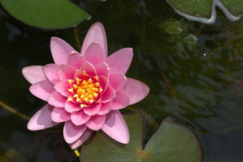 Nenúfar rosa florecido en un estanque de jardín