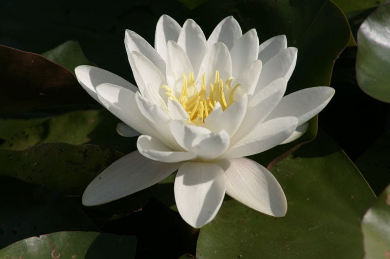 Flor blanca de Nymphaea alba abierta entre sus hojas flotantes
