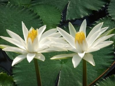 Flores blancas de nenúfar abiertas sobre la superficie de un estanque