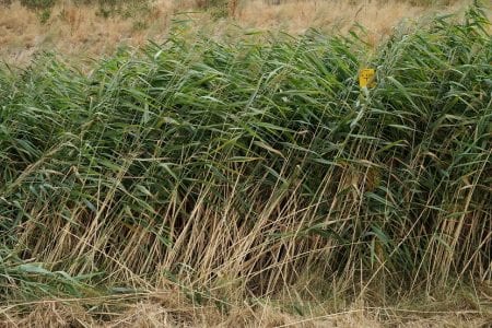 Cañas y espigas plumosas de Phragmites australis