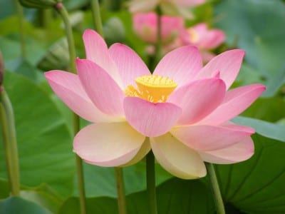 Flor de Nelumbo nucifera, el loto sagrado