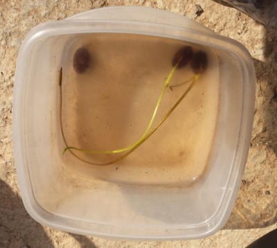 Lotos cultivados en recipientes con agua