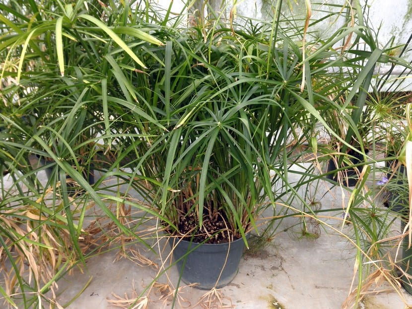 Falso papiro Cyperus involucratus con sus bracteas en forma de paraguas