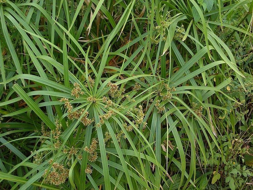 Falso papiro: guía de cultivo en bordes de estanque