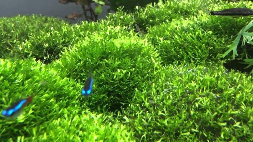 Riccia fluitans: cultivo, fijación y cuidados reales