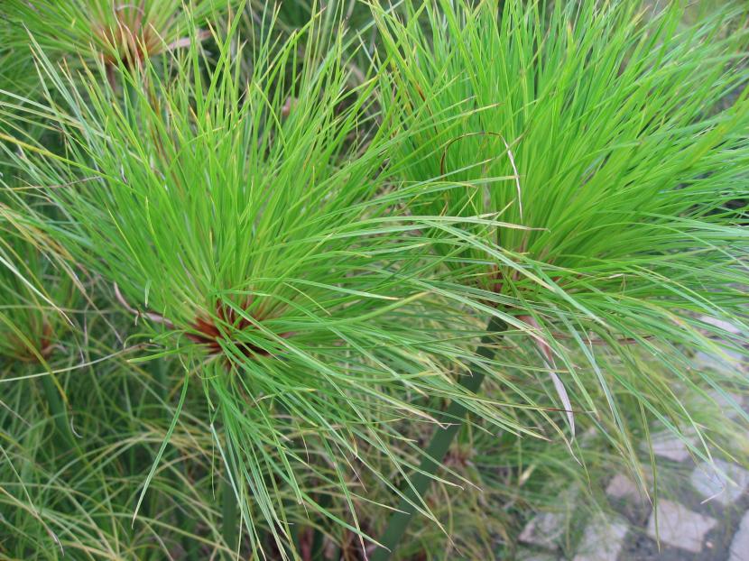 Detalle de la umbela de filamentos del papiro