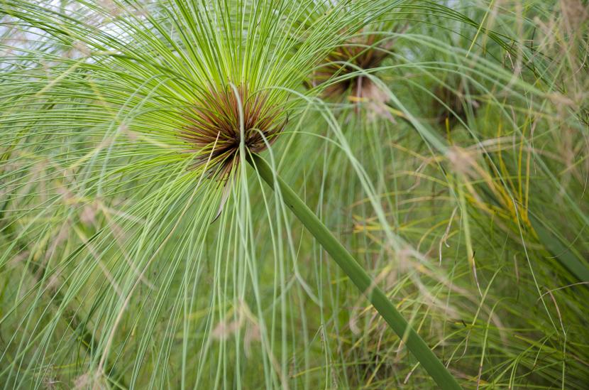 Papiro (Cyperus papyrus): cultivo, agua e invernada