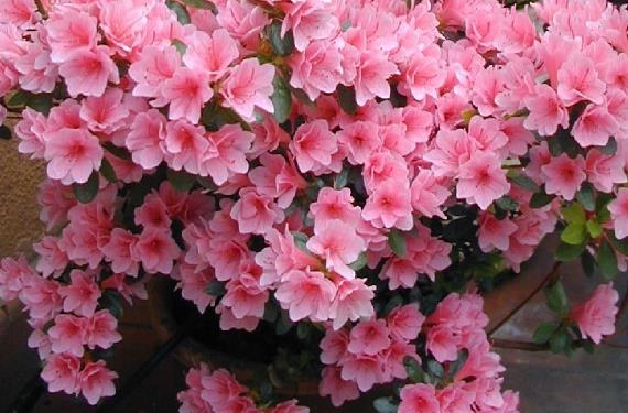 Macizo de flores de primavera