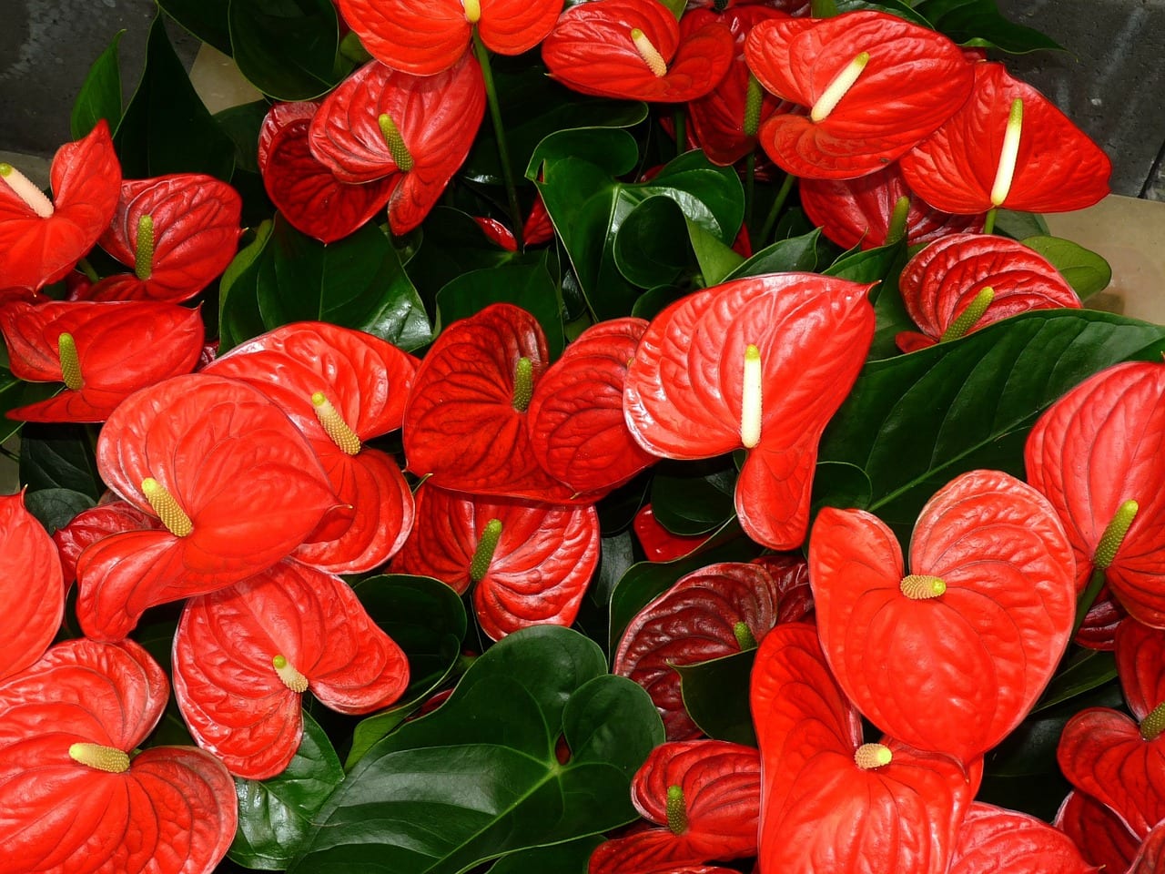 6 flores para regalar en San Valentín y cómo cuidarlas