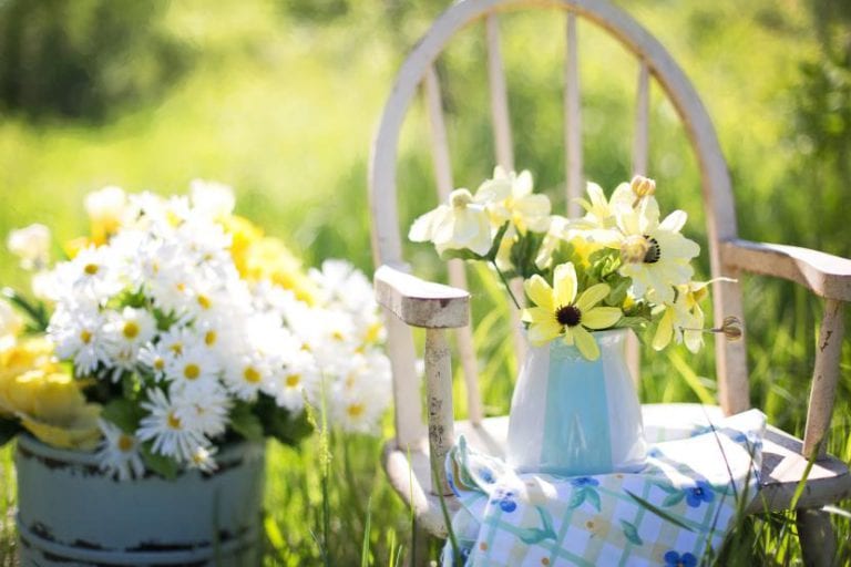 Flores variadas para jardín y maceta